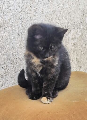 британская кошка купить: 3 месяца, Девочка, Приучена к лотку — 5