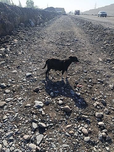 2жаш кунан: Собака даром: Дворняжка, Более 5 лет, Самка — 1