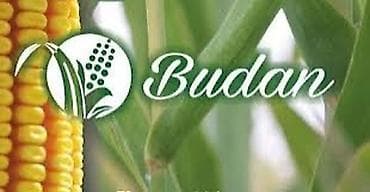 тез арада: В продаже семена кукурузы BUDAN (БУДАН) ЗПСК 704 урожайность гибрида — 1