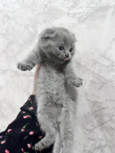 животные кошки: Скотиш Фолд (Шотландская вислоухая), 1 месяц, Девочка, Серый — 2