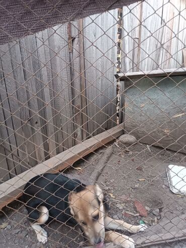 Вязка собак: Собака даром: 7 месяцев, Самка — 3