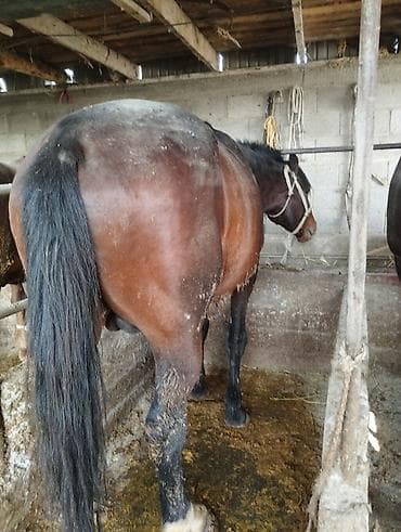 Продаю | Жеребец | На забой