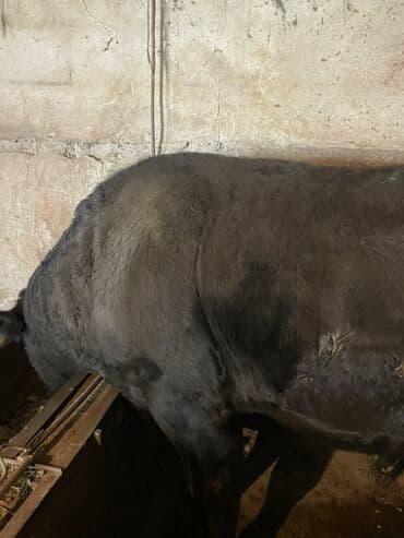 возьму собаку в добрые руки: Продаю | Бык (самец) | На забой — 1