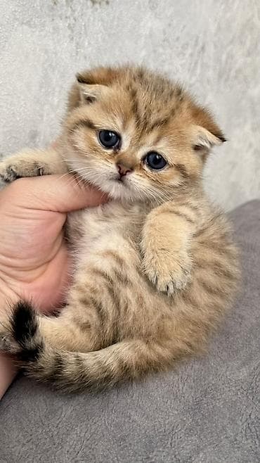 тай палтарашка: Продается котенок — 2