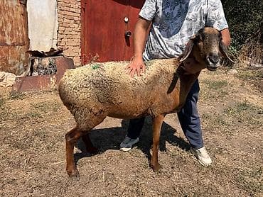 Продам с/х животных: Продаю | Овца (самка) | Арашан | Для разведения | Матка — 6
