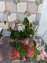 растения для аквариума: Филадендрон ползучий. Беловодское могу привезти в Бишкек — 1