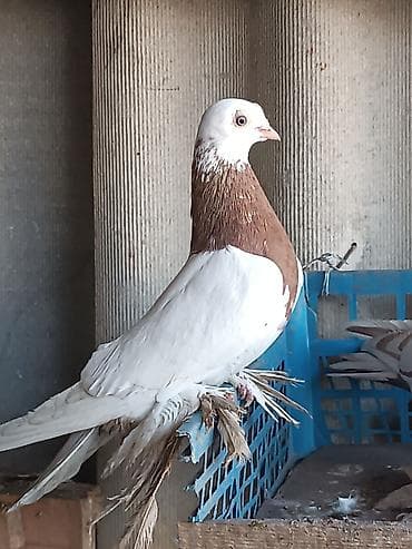 куры цыпляты: Капканы, самец и самка продам или обменяю на кур — 2