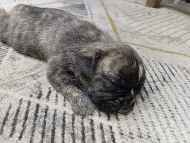 купить щенка французского бульдога: Бульдог, 1 айлык, Эркек — 5