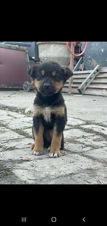 отдам животных в хорошие руки: Отдам шенков даром. ЗВОНОЧКИ — 2