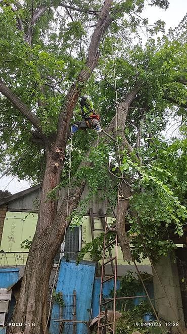 резка костей: Спил Деревьев Удаление деревьев, - Профессиональная валка деревьев — 3