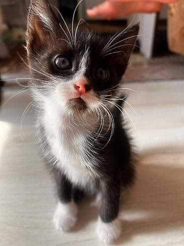 кошки в токмаке: Кошка даром: Сибирская, Девочка — 6