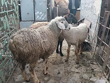 кошка домашный: Продаю | Овца (самка), Баран (самец) | На забой, Для разведения — 1