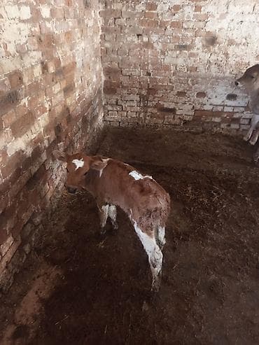 тюк кара балта: Продаю | Музоо, торпок | На откорм — 3