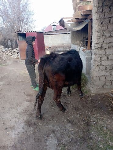 дойный коров: Продаю | Корова (самка) | Для разведения | Привязанные — 5