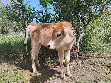 зааненский коза: Продаю | Тёлка | Швицкая | Для молока | Привязанные — 4