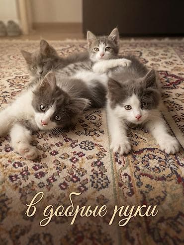 Котята “в добрые руки” - Описание: ласковые и игривые малыши at lalafo.kg Котята “в добрые руки” - Описание: ласковые и игривые малыши
