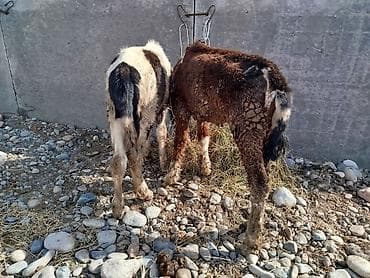 german shepherd: Продаю | Жеребенок | Полукровка | На забой — 2