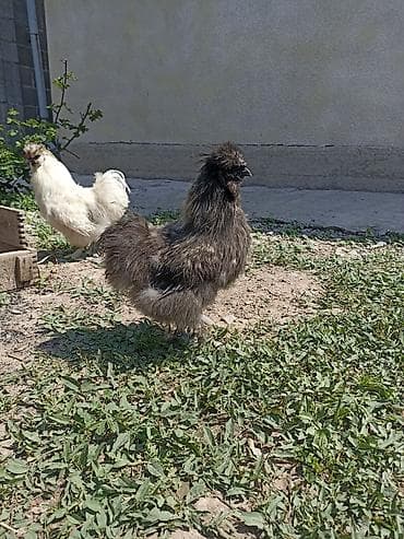 Животные: Продаю | Куры | Для разведения — 2