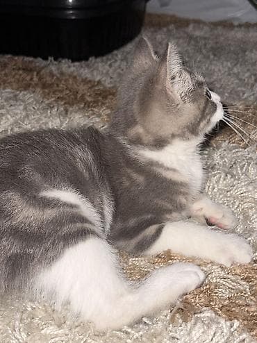 бурманский котенок: Кошка даром: Британская короткошёрстная, 3 месяца, Девочка, Приучена к лотку, Проглистована — 1