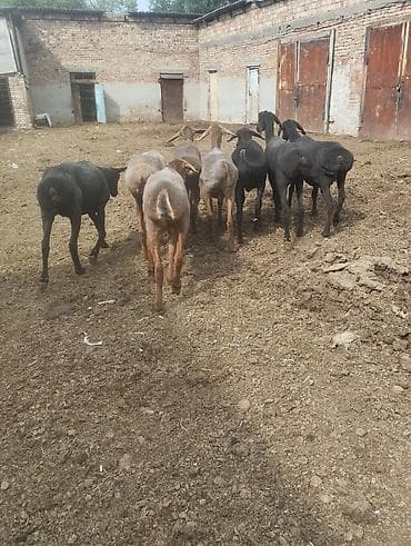 Продаю | Овца (самка) | Арашан at lalafo.kg Продаю | Овца (самка) | Арашан