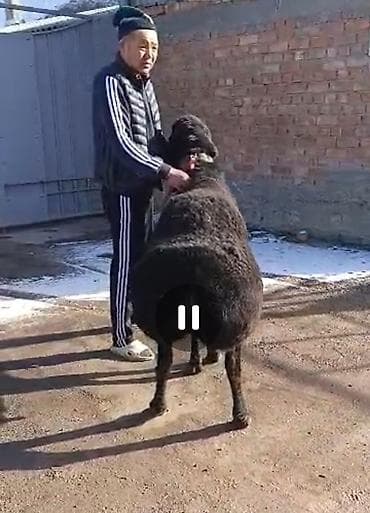 улуу тоо: Сатам | Кочкор (эркек) | Арашан | Көбөйтүү үчүн | Жасалма жол менен боозутуу — 3