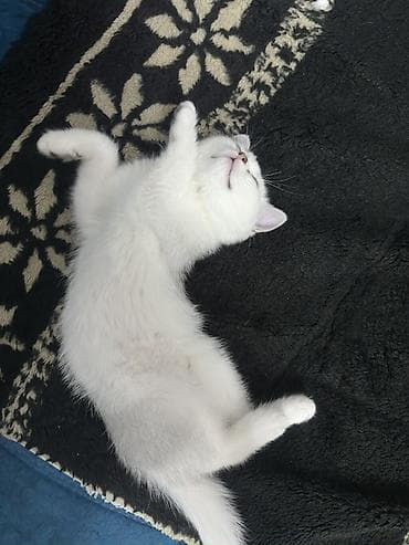 scottish fold: Скотиш Страйт (Шотландская прямоухая), 3 месяца, Девочка, Белый, Приучена к лотку — 3