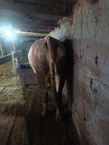 коне корсе: Продаю | Корова (самка) | Для молока — 1