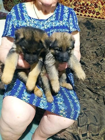 Продаются щенки немецкой овчарки с документами, возраст щенков 1 месяц