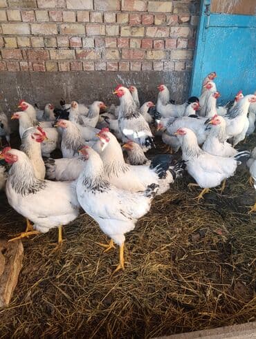 собаки в добрые руки: Порода: куры «Адлер» (белое оперение с чёрной окантовкой на шее — 6