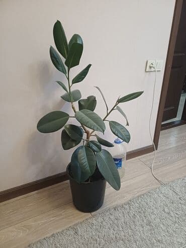 бабы растения: Продаётся: Фикус — 1