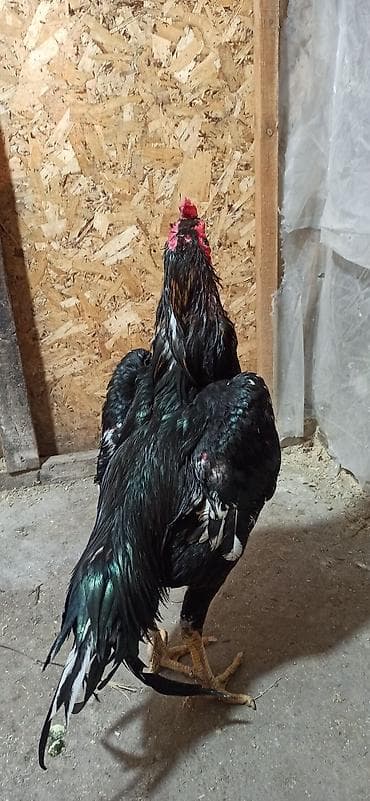 купить курицу домашнюю: Продаю | Петух | Бойцовая | Для разведения — 8