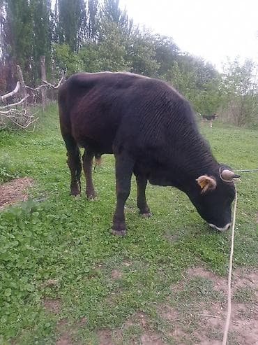 бирка для животных: Продаю | Бык (самец) | На откорм | Привязанные — 4