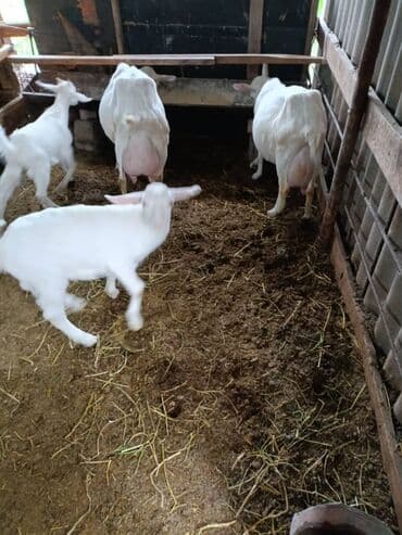 сколько стоит питбуль в бишкеке: Продаю | Коза (самка), Козёл (самец), Козлёнок | Зааненская, Битал | Для разведения, Для молока | Племенные, Котные, Осеменитель — 24