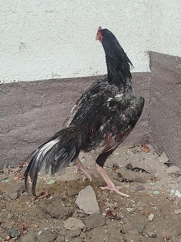 попугай попугай: Дакан жожо короздор сатылат активный алмашу жолдору бар адрес Бишкек — 4