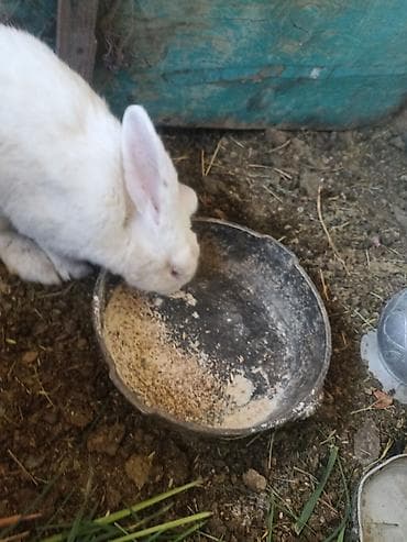 продажа кормов для сельскохозяйственных животных: Коендор сатылат пародасы великан баасы келищим турдо 2 коен баасы — 7