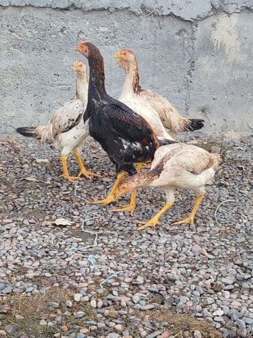 Продаю | Куры | Бойцовая | Для разведения