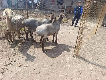 орёл завира: Продаю | Овца (самка) | Для разведения | Матка — 5