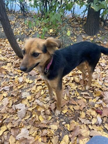 акустические системы promate колонка в виде собак: Собака даром: 1 год, Самка, С прививкой — 6