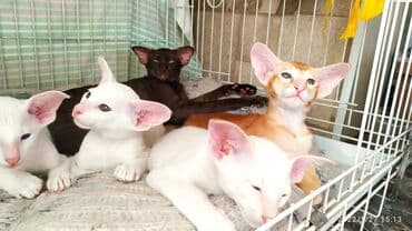 новорожденные котята: Ориентальная, 1 месяц, Мальчик, Белый, Приучена к лотку, Проглистована, С документами — 1