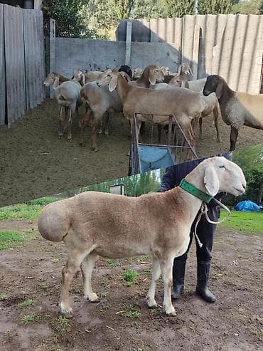 мака прес: Продаю | Баран (самец) | Арашан | Для разведения | Племенные, Осеменитель — 1