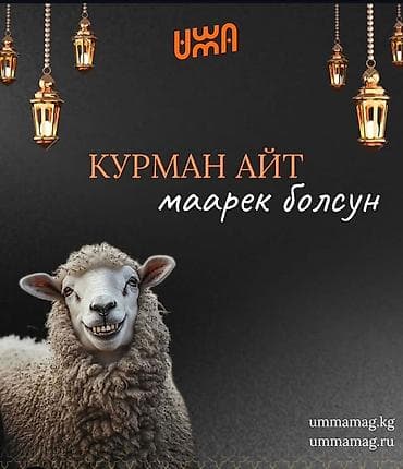 продам пони: Продаю | Кобыла (самка) | Английская | Для разведения | Племенные — 7