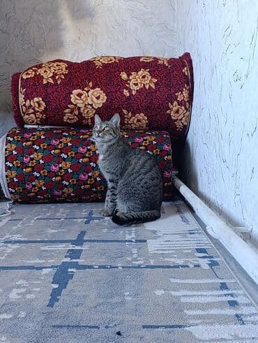 домик для котенка: Кошка даром: Беспородная, 1 год, Мальчик, Кастрирована — 4