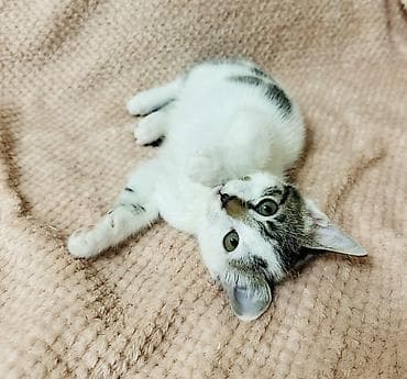 бенгалская кошка даром: 2 месяца, Девочка, Приучена к лотку — 6