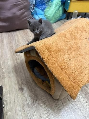 свинкс кошки: Милый котёнок с серой плюшевой шерстью (тип “blue”), короткошёрстный — 3