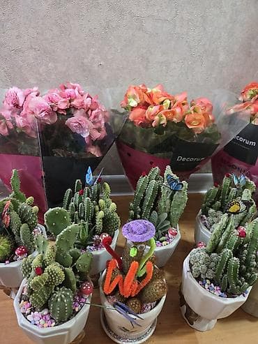 Хлорофитумдар: Хавортия и кактусы — суккуленты для дома и офиса - Хавортия по 350 с — 7