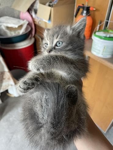 кошки пушистые: Пушистые котята - Описание: ласковые домашние малыши, на фото — два — 2