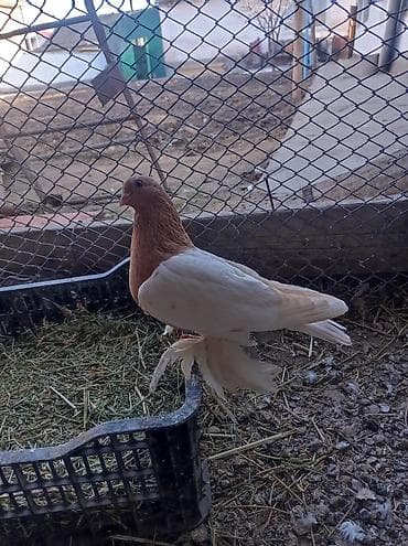 тикап пудель цена: Порода:капкан маладой самка не гоненый декоративный голубь, вероятно — 3