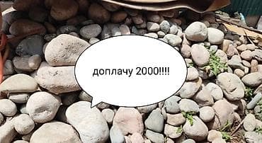 Галька: Даром, Исанова ЖибекЖолу. Галька речная и большие волуны. Примерно — 1