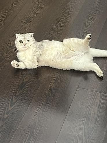 чихуахуа девочка: Скотиш Фолд (Шотландская вислоухая), 2 года, Девочка, Серебристая шиншилла, Кастрирована, Приучена к лотку, Проглистована — 2