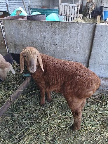 конь на забой: Продаю | Баран (самец) | Для разведения — 2